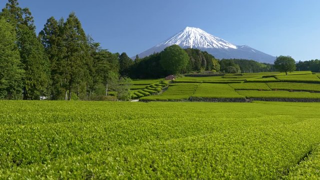 富士山と新茶の茶畑, 静岡県富士市の大渕笹場