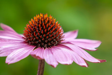 Purpur-Sonnenhut (Echinacea purpurea)