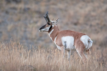 American antelope, prong buck, pronghorn antelope, prairie antelope,  antelope, pronghorn, antilocapra americana, Yellowstone national park