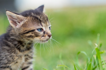 Naklejka na ściany i meble The little kitten is walking through the grassy yard