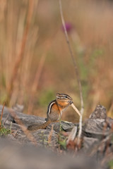 Least chipmunk, neotamias minimus, Yellowstone national park, squirrel