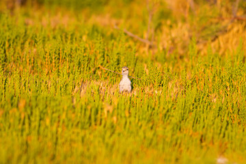 Obraz na płótnie Canvas Cute baby bird. Green nature background. Bird: Common Ringed Plover. Charadrius hiaticula.