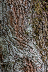 Fragment of old oak bark with white moss.