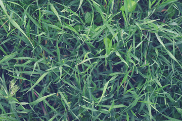 Background of a green grass. Green grass texture Green grass texture