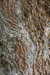 Fragment of old oak bark with white moss.