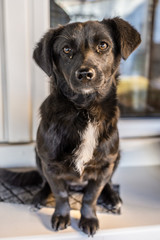 The little black dog sits in front of the house
