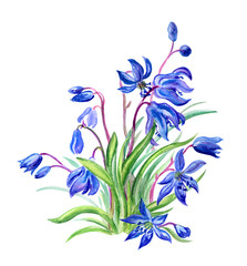 Spring flowers Scylla in grass, watercolor painting on white background, isolated.
