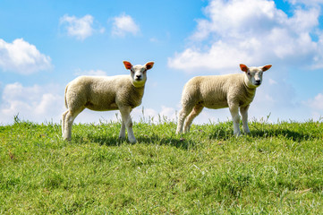 sheep and lamb in field