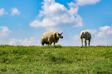 sheep in field