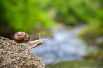 Snail on the stone next to the stream in the forest