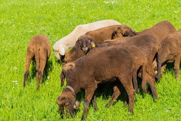 Fototapeta premium Grasende Lämmchen Osterlämmer Lämmer 