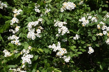 Rosa multiflora (Japanese rose)