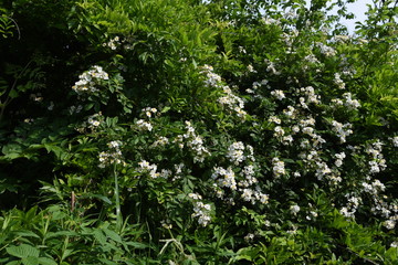 Rosa multiflora (Japanese rose)