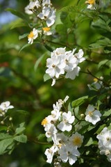 Rosa multiflora (Japanese rose)