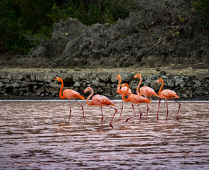 Flamingo  views around the Caribbean island of Curacao