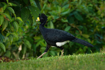 Great Curassow - Crax rubra large, pheasant-like bird from the Neotropical rainforests, from Mexico, through Central America to western Colombia