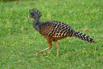 Great Curassow - Crax rubra large, pheasant-like bird from the Neotropical rainforests, from Mexico, through Central America to western Colombia