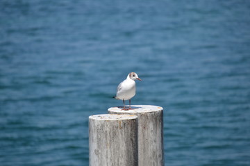 seagull on the pier