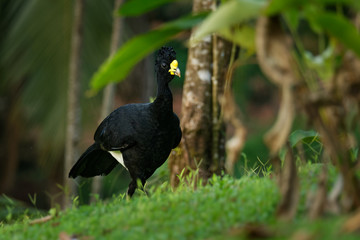 Great Curassow - Crax rubra large, pheasant-like bird from the Neotropical rainforests, from Mexico, through Central America to western Colombia