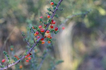 Red Wild fruits,called piquillin, in Patagonia Forest, Argentina