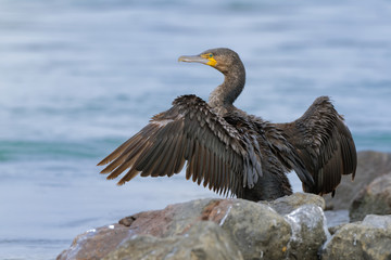 Great Cormorant - Phalacrocorax carbo big cormorant drying its plumage on the sun after diving for fish in Australia, Europe