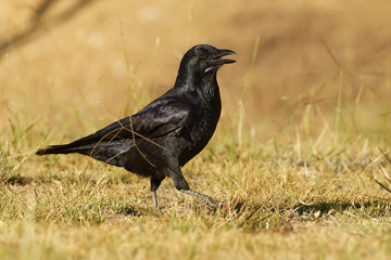 Obraz premium Australian Raven - Corvus coronoides passerine bird in the genus Corvus native to much of southern and northeastern Australia