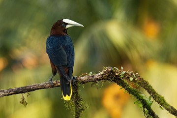 Chestnut-headed Oropendola - Psarocolius wagleri  is a New World tropical icterid bird. Brown body with black, yellow and blue eyes