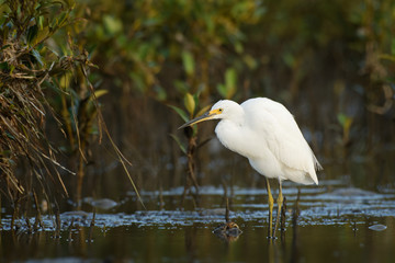 Little Egret - Egretta Garzetta standing on the beach during low tide and hunting crabs