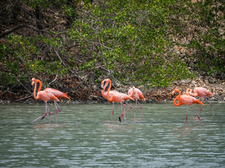 Flamingo  views around the Caribbean island of Curacao