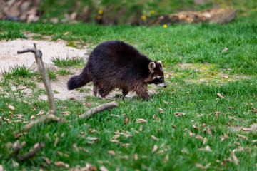 Obraz premium Full body of walking female dark brown common raccoon