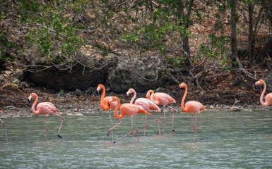 Flamingo  views around the Caribbean island of Curacao