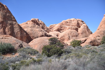 Arches National Park, Utah. U.S.A. Beautiful pinyon and juniper pine trees