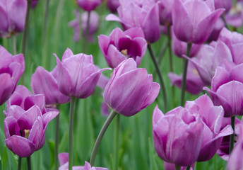 Obraz premium tulips, bright beautiful color, bloom in the garden in the open field