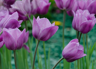 tulips, bright beautiful color, bloom in the garden in the open field