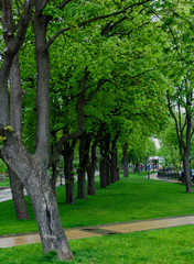 Naklejka na ściany i meble walking paths in the park, benches for rest, and green trees