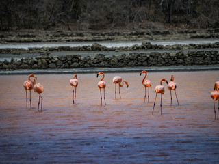 Flamingo  views around the Caribbean island of Curacao