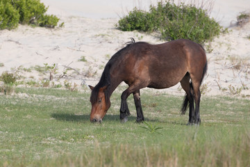 Naklejka na ściany i meble Wild Horses on the Northern End of the Outer Banks at Corolla North Carolina