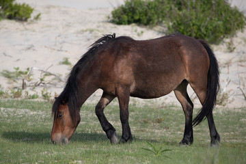 Wild Horses on the Northern End of the Outer Banks at Corolla North Carolina