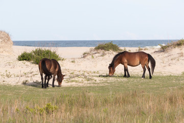 Wild Horses on the Northern End of the Outer Banks at Corolla North Carolina