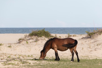 Wild Horses on the Northern End of the Outer Banks at Corolla North Carolina