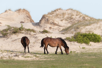 Wild Horses on the Northern End of the Outer Banks at Corolla North Carolina