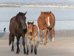 Fototapeta na wymiar Wild Horses on the Northern End of the Outer Banks at Corolla North Carolina