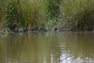 Male Canadian goose hides in the reeds at the edge of a still lake.