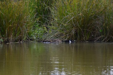 A father goose creates a diversion by drawing attention away from his goslings in the reeds on the lake's edge.