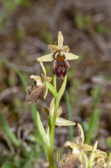 orchidea spontanea 