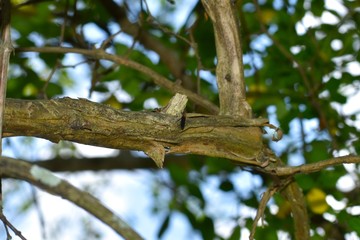 a lonely lovebug rests on the branch of a broadleaf tree in southern georgia.