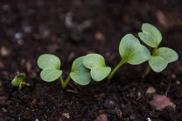  young plant in a pot - radishes