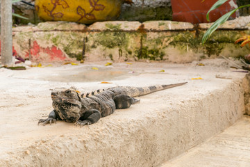 Iguana resting on a step