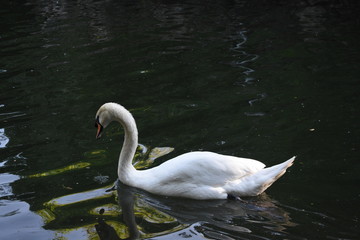 Naklejka premium Cisne