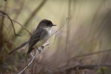 Eastern Phoebe Perched on a Branch